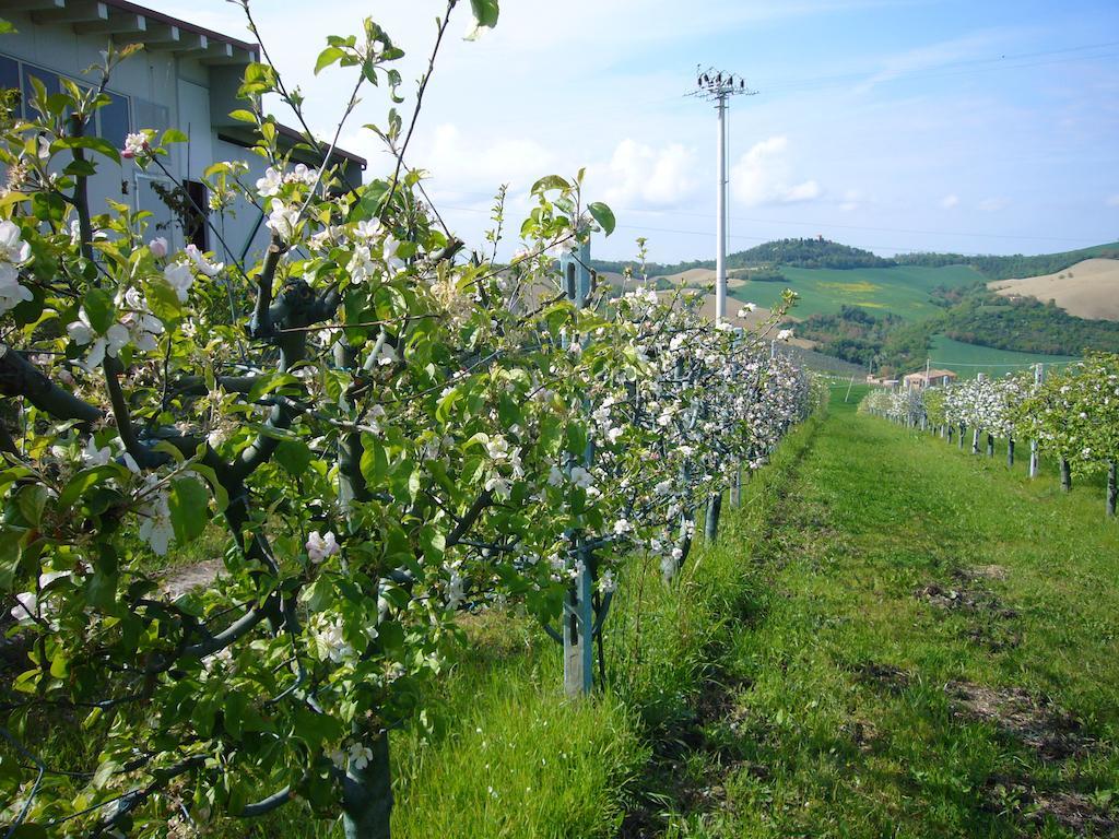 Hotel Agriturismo Fattoria Marchetti Montalto delle Marche Exterior foto
